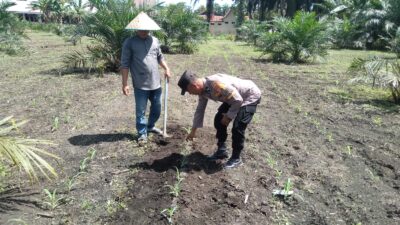 Polsek Tambusai Utara, wujudkan Polisi Cinta Petani,Cek Lahan Jagung Yang Baru Saja di Tanam di Desa Pagar Mayang.