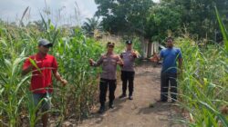 Polsek Rambah Samo,Dukung Swasembada Pangan di Desa Teluk Aur, Wujudkan Polisi Cinta Petani
