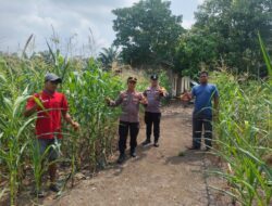 Polsek Rambah Samo,Dukung Swasembada Pangan di Desa Teluk Aur, Wujudkan Polisi Cinta Petani