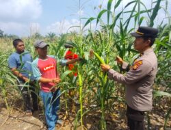 Dukung Swasembada Pangan di Desa Teluk Aur,Polsek Rambah Samo Cek Pertumbuhan Jagung Secara Berkala