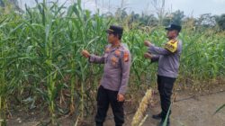 Cinta Petani, Polsek Rambah Samo Turun Langsung Pantau Jagung Hibrida di Teluk Aur