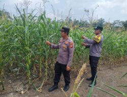 Cinta Petani, Polsek Rambah Samo Turun Langsung Pantau Jagung Hibrida di Teluk Aur