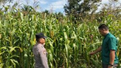 Dukung Ketahanan Pangan Nasional, Polsek Tambusai Utara Pantau Perkembangan Jagung Pipil di Desa Mekar Jaya