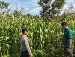 Dukung Ketahanan Pangan Nasional, Polsek Tambusai Utara Pantau Perkembangan Jagung Pipil di Desa Mekar Jaya