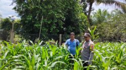 Polsek Tandun Aktif Dukung Program Ketahanan Pangan Nasional Melalui Penanaman Jagung Pipil