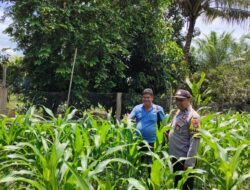 Polsek Tandun Aktif Dukung Program Ketahanan Pangan Nasional Melalui Penanaman Jagung Pipil