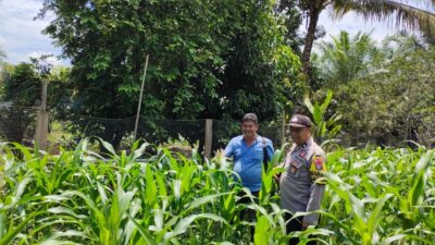 Polsek Tandun Aktif Dukung Program Ketahanan Pangan Nasional Melalui Penanaman Jagung Pipil