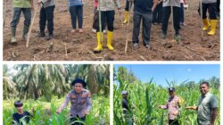 Tingkatkan Ketahanan Pangan, Polsek Rambah Samo Gunakan Bibit Jagung Pipil Pioner