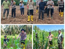 Tingkatkan Ketahanan Pangan, Polsek Rambah Samo Gunakan Bibit Jagung Pipil Pioner