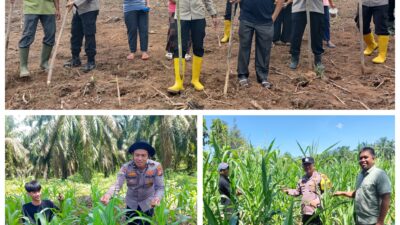 Tingkatkan Ketahanan Pangan, Polsek Rambah Samo Gunakan Bibit Jagung Pipil Pioner