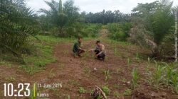 Langkah Nyata, Polsek Tandun Dukung Swasembada Pangan di Desa Puo Raya.