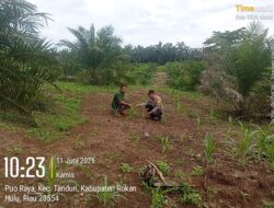 Langkah Nyata, Polsek Tandun Dukung Swasembada Pangan di Desa Puo Raya.
