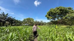 Polsek Bonai Darussalam,Cek Pertumbuhan Jagung di Desa Kasang Mungkal, Wujudkan Polisi Cinta petani