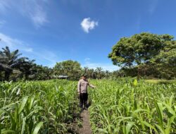 Polsek Bonai Darussalam,Cek Pertumbuhan Jagung di Desa Kasang Mungkal, Wujudkan Polisi Cinta petani