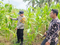 Dukung Ketahan Pangan, Polsek Tandun- Bersama Warga Monitoring Jagung Pipil di Desa Tapung Jaya