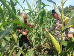 Polsek Tambusai Utara Hadir Bersama Petani, Wujudkan Ketahanan Pangan yang Kuat dan Berkelanjutan