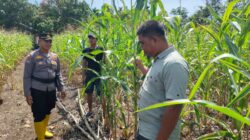 Dukung Swasembada Pangan Nasional, Polsek Rambah Samo Cek Perkembangan Jagung di Teluk Aur