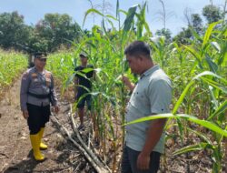 Dukung Swasembada Pangan Nasional, Polsek Rambah Samo Cek Perkembangan Jagung di Teluk Aur