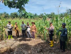 Polsek Rambah Samo,Hadir Dampingi Petani Dukung Swasembada Pangan Yang Ada di Desa Teluk Aur
