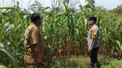 Polsek Tandun, Terus Menggelorakan Dukung Swasembada Pangan Yang Ada di Wilayah Hukumnya.