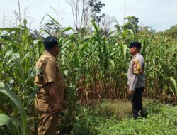 Polsek Tandun, Terus Menggelorakan Dukung Swasembada Pangan Yang Ada di Wilayah Hukumnya.