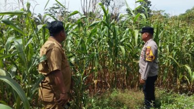 Polsek Tandun, Terus Menggelorakan Dukung Swasembada Pangan Yang Ada di Wilayah Hukumnya.