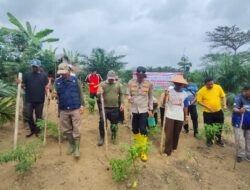 4 Hktr Jagung di Desa Marga Mulya, Polsek Rambah Samo Kelola Langsung Lahan Masyarakat,Dukung Ketahanan Pangan Nasional.