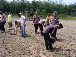 Polsek Tambusai Utara,Gelorakan Swasembada Pangan, Melalui Penanaman Jagung Kuartal II di Desa Suka Damai