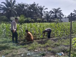 Polsek Kunto Darussalam, Dukung Swasembada Pangan Melalui Pengecekan Jagung di Desa Pasir Luhur