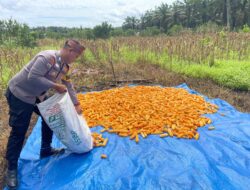 Dukung Swasembada Pangan, Bhabinkamtibmas Bonai Darussalam Pantau Pengeringan Jagung Hasil Panen Raya di Rawa Makmur