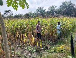 Cegah Gagal Panen, Polsek Tambusai Utara Intensifkan Monitoring Jagung  Desa Mekar Jaya Wujudkan Swasembada Pangan Nasional