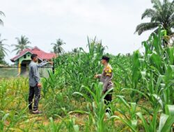 Sinergi Polsek Tandun dan Masyarakat Perkuat Ketahanan Pangan Melalui Budidaya Jagung