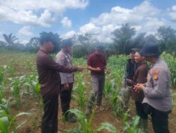 Swasembada Pangan, Tenaga Ahli Biro SDM Polda Riau Tinjau Tanaman Jagung Binaan Polsek Rambah Samo