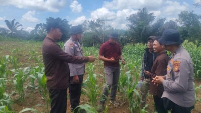 Swasembada Pangan, Tenaga Ahli Biro SDM Polda Riau Tinjau Tanaman Jagung Binaan Polsek Rambah Samo