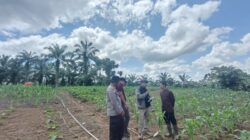 Wujud Cinta Polri Polda Riau dan Polsek Rambah Samo Cek Kebun Jagung di Desa Marga Mulya