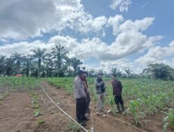Wujud Cinta Polri Polda Riau dan Polsek Rambah Samo Cek Kebun Jagung di Desa Marga Mulya
