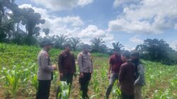 Dukung Swasembada Pangan di Desa Marga Mulya, Tenaga Ahli Biro SDM Polda Riau Bersama Polsek Rambah Samo Cek Perkembangan Pertumbuhan Jagung Secara Berkala.