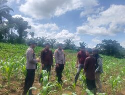 Dukung Swasembada Pangan di Desa Marga Mulya, Tenaga Ahli Biro SDM Polda Riau Bersama Polsek Rambah Samo Cek Perkembangan Pertumbuhan Jagung Secara Berkala.