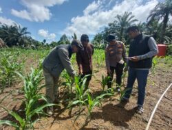 Polsek Rambah Samo Terima Kunjungan Staf Tenaga Ahli Biro SDM Polda Riau,Dalam Rangka Pengecekan Ketahanan Pangan di Desa Marga Mulya.
