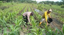 Polsek Tambusai Utara, Giat Pemupukan Tanaman Jagung di Desa Pagar Mayang, wujudkan Polisi Cinta Petani.