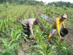 Polsek Tambusai Utara, Giat Pemupukan Tanaman Jagung di Desa Pagar Mayang, wujudkan Polisi Cinta Petani.