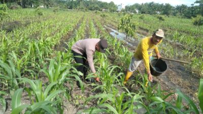 Polsek Tambusai Utara, Giat Pemupukan Tanaman Jagung di Desa Pagar Mayang, wujudkan Polisi Cinta Petani.