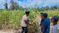 Dukung Program Presiden RI, Polsek Rambah Samo Cek Tanaman Jagung di Desa Teluk Aur, Wujudkan Polisi Cinta Petani.