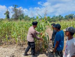 Dukung Program Presiden RI, Polsek Rambah Samo Cek Tanaman Jagung di Desa Teluk Aur, Wujudkan Polisi Cinta Petani.