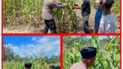 Polsek Rambah Samo Tak Henti, Sambangin Warga Melalui Pengecekan Ketahanan Pangan di Wilayah Hukumnya.