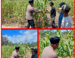 Polsek Rambah Samo Tak Henti, Sambangin Warga Melalui Pengecekan Ketahanan Pangan di Wilayah Hukumnya.