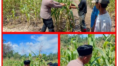 Polsek Rambah Samo Tak Henti, Sambangin Warga Melalui Pengecekan Ketahanan Pangan di Wilayah Hukumnya.