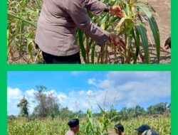 Kerja Nyata Polsek Rambah Samo, Dukung Ketahanan Pangan Melalui Pengecekan Tanaman Jagung Bersama Petani.