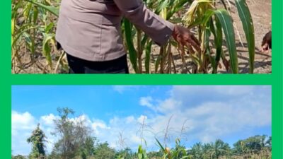 Kerja Nyata Polsek Rambah Samo, Dukung Ketahanan Pangan Melalui Pengecekan Tanaman Jagung Bersama Petani.