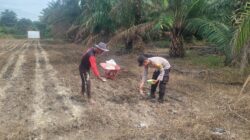 Polsek Tambusai Utara Dampingi Budidaya Jagung Monokultur, Perkuat Ketahanan Pangan Nasional dari Desa Suka Damai
